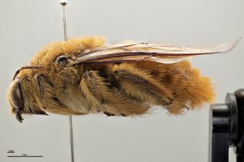 Media type: image;   Entomology 816434 Aspect: habitus lateral view